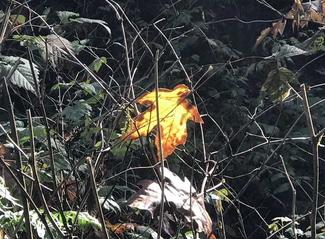 Flaming Red Leaf. Surrey, British Columbia, CA