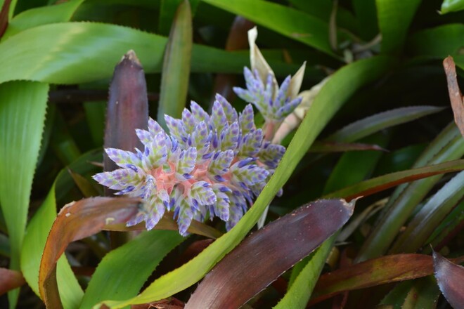 just a cool flower tampa bay, florida, usa Tampa Bay, Florida, USA