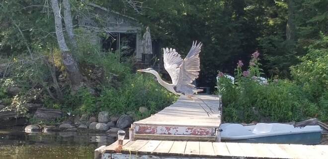 heron in flight Sparrow Lake, Ontario