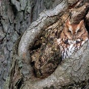 Eastern Screech Owl - Adult red morph.