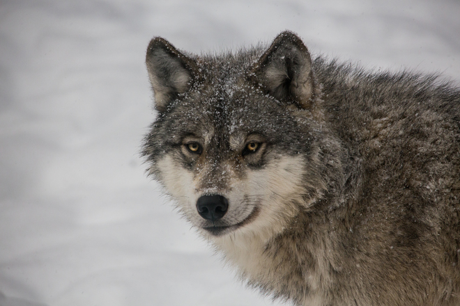 Wolf In The Snow Haliburton, ON