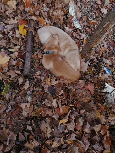 sieste dans les feuilles Cowansville, QC