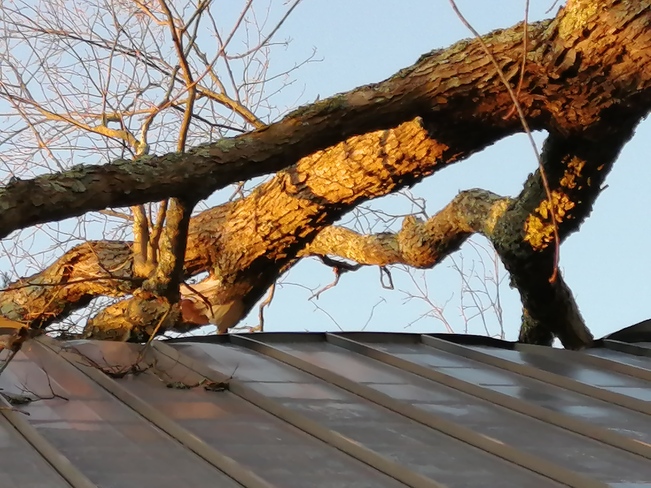 arbre vs mon toit vendredi Cowansville, QC