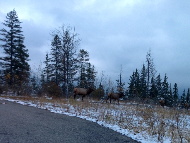 Elk on their way to the security of the forest for the night. Canmore, Alberta, CA