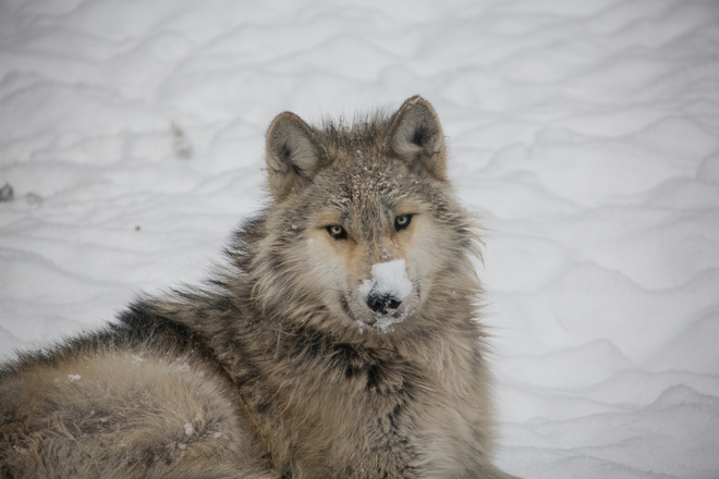 Wolf With Snow On Its Nose Haliburton, ON