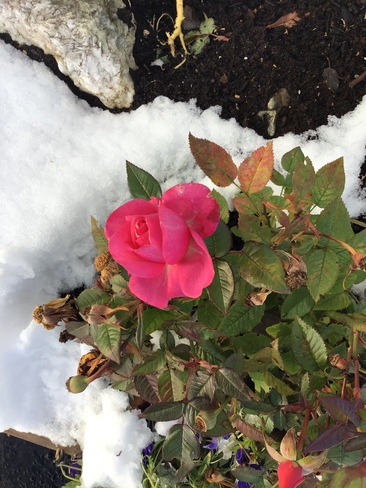 The hardy Rose CornerBrook Newfoundland