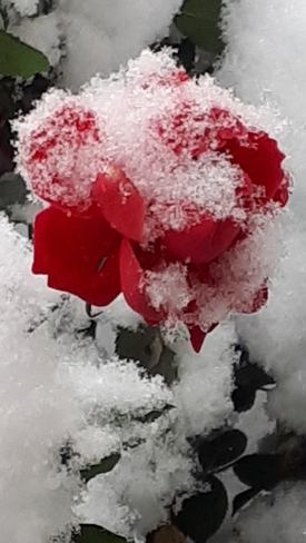 Last rose of summer Corunna, ON