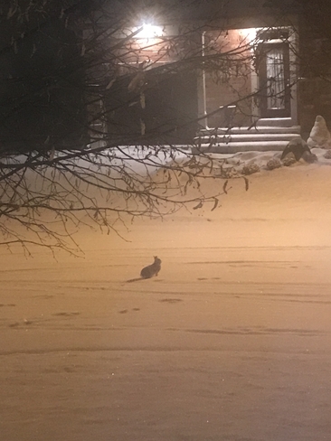 Les premiÃ¨res traces dans la neige pour notre lapin de quartier Aylmer, Québec | J9J 0R7