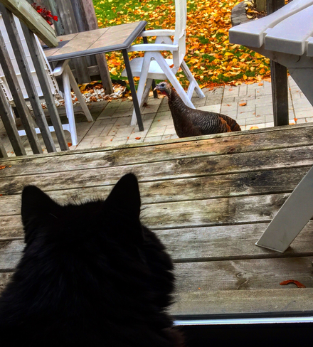 Turkey vs Kitty stare off ! Etobicoke, Ontario, CA