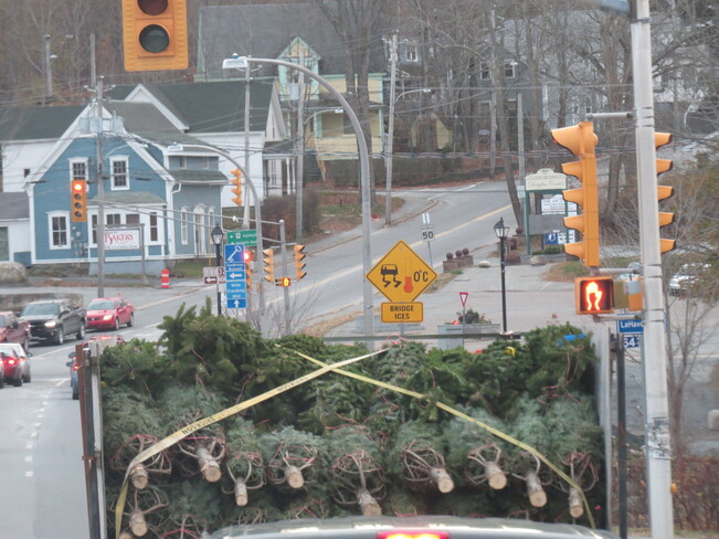 Christmas Trees Bridgewater, Nova Scotia