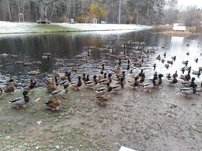 Llots of. ducks at Kingston duuck pond Kingston Elementary School, NS