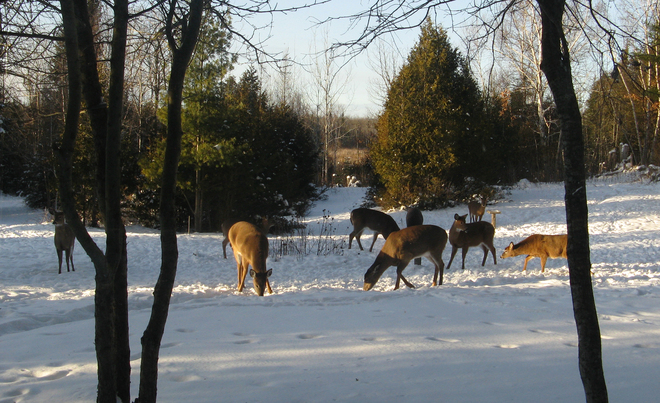 1st snow, 1st treats, 1st herd outside our cabin window Centre Hastings, Ontario