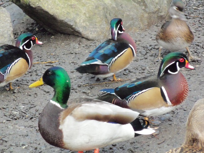 Bow Park duck pond Victoria BC