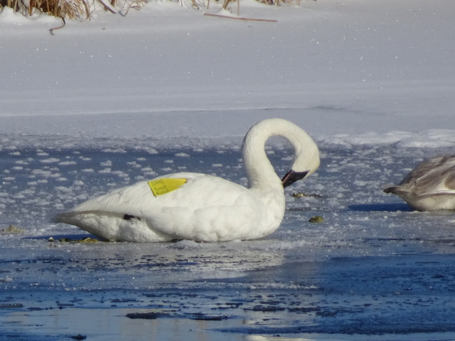 Ducks & Swan Sudbury, ON