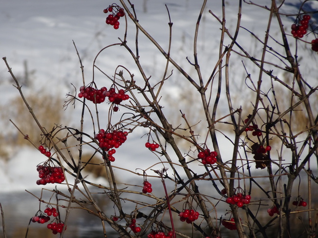 Wild Cranberries Sudbury, ON