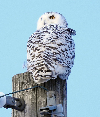 Snowy Owls are back Ottawa, ON