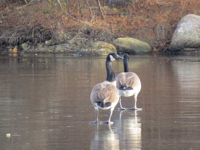 Walking on thin ice. Bridgewater, NS
