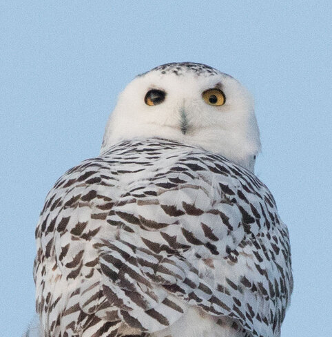 Owl's third eye-lid Ottawa, ON
