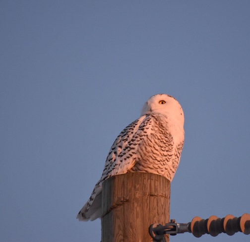 First owl of the season Ontario