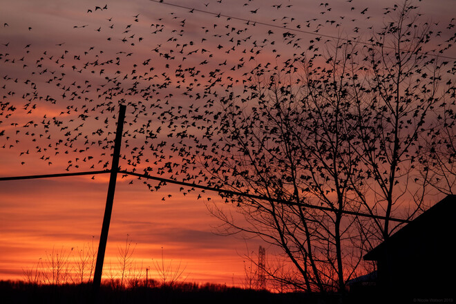 Sunset is for the birds! :) Napanee, ON