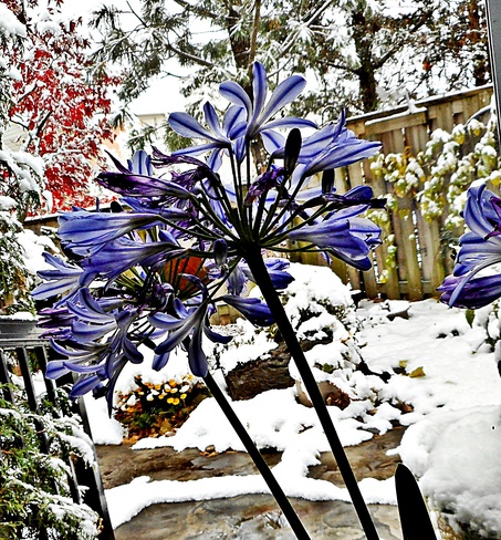 An Agapanthus View of First Snow Swan Lake, Markham, ON