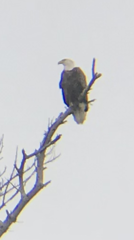Bald eagle Port Sandfield, Ontario, CA