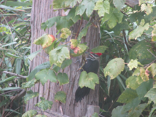 pileated woodpecker Surrey, BC