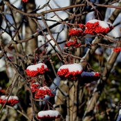 Fruits du cormier entourés de neige