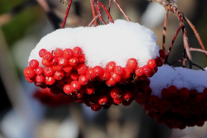 Fruits du cormier entourés de neige Rimouski, QC