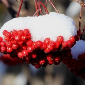 Fruits du cormier entourés de neige