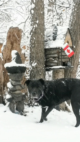 Raven loving fresh snow Morris, Manitoba