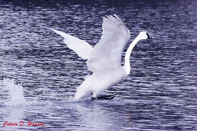 Trumpeter Swan landing South Stormont, ON