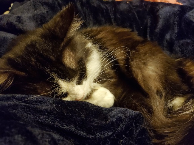 Sleepy kitty Scarborough, ON