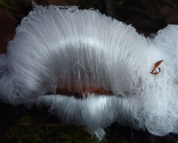 Silk Frost BC-19, Fanny Bay, BC V0R 1W0, Canada