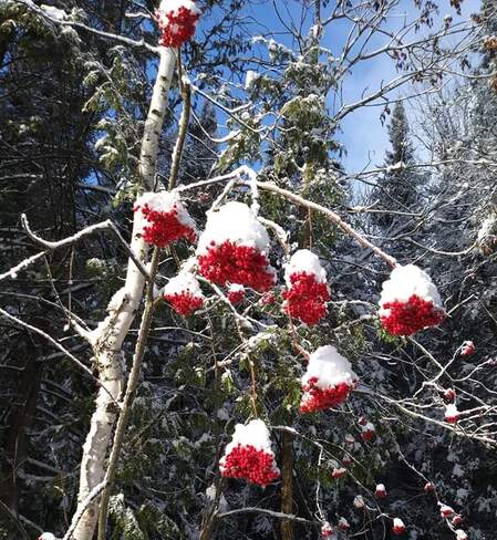 Mountain ash berries North Bay, Ontario
