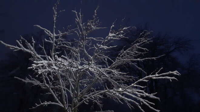 Icy Tree Saint Catharines, ON