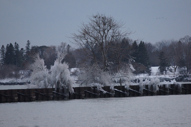 Frozen spray from waves on Lake Ontario glazing the bushes along Whitby Harbor Whitby ON