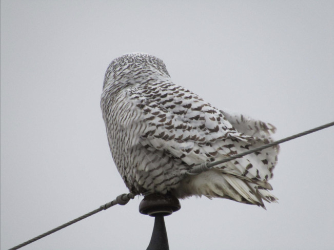Female Snowy Owl Tilbury, Chatham-Kent, Ontario
