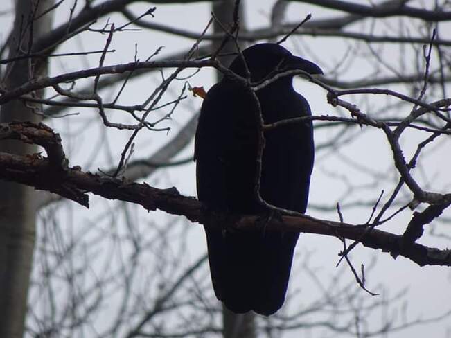 The Crow. Halifax, NS
