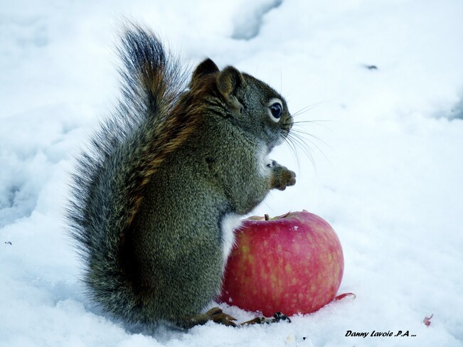 HÃ© l'Ã©cureuil va manger ta pomme . Saint-André-de-Kamouraska, QC