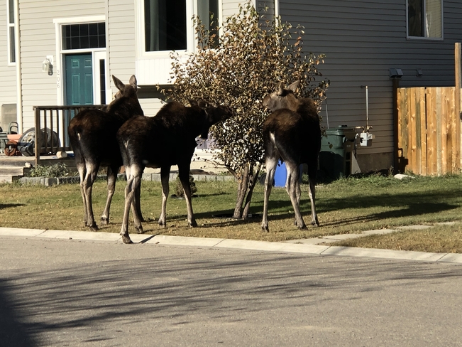 Moose Didsbury, Alberta, CA