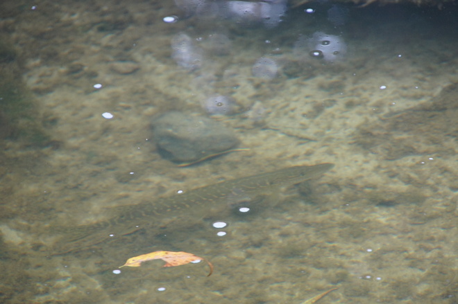 3' Northern Pike / Farewell Creek above Grandview St. not far from my house! Oshawa ON