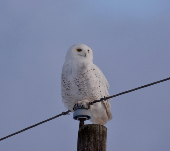 Snowy owl Springwater, Ontario, CA