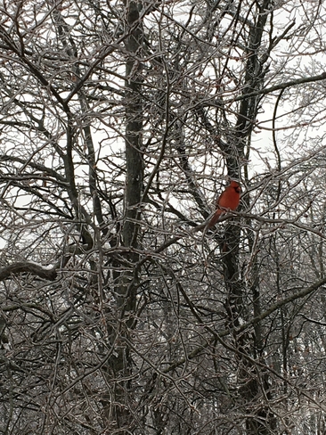 Cardinal post ice storm Ancaster, Ontario, CA