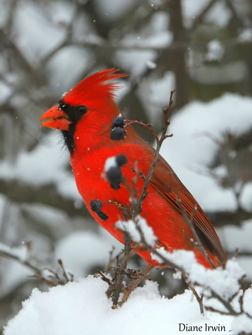 Berry loving Cardinal Greater Napanee, ON