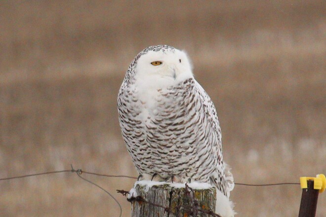 Female Snowy Owl Cobden, ON