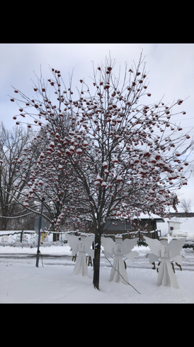 Tree covered with snow on seeds Frankford, Ontario, CA