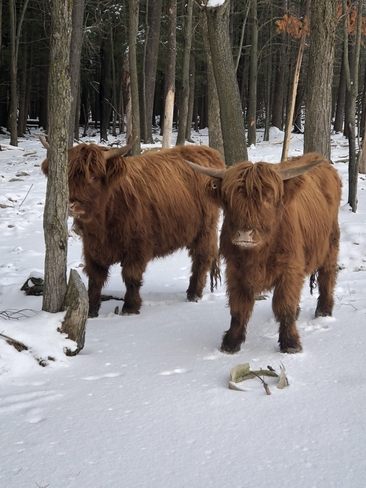 Vaches highland ðŸ˜ Havelock, Québec, CA
