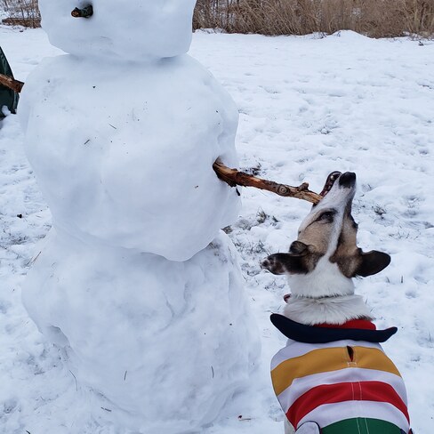 dog saves Toronto from snow-alien Ashbridge's Bay Park, ON