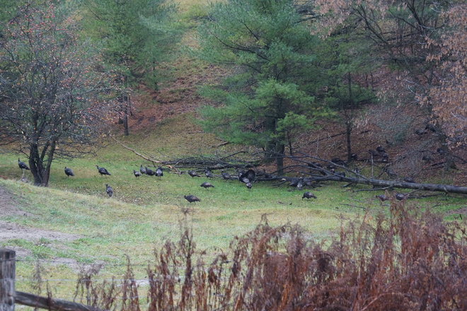 Large Wild Turkey Flock 4860 Harmony Rd N, Oshawa, ON L1H 7K4, Canada
